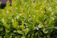 Buxus microphylla