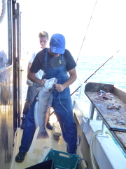 Pseudopercis semifasciata