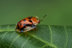 Aspidimorpha westwoodi