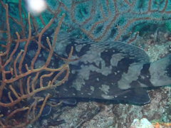 Epinephelus erythrurus