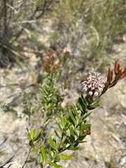 Grevillea sphacelata
