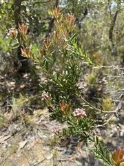 Grevillea sphacelata