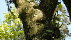 Clematis bonariensis