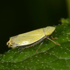 Verdanus