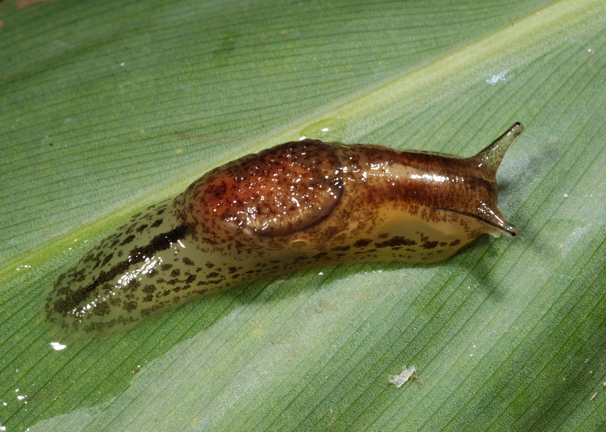 Caracoles terrestres y babosas (Orden Stylommatophora) · iNaturalist Mexico