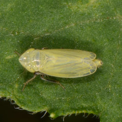 Verdanus