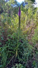 Lobelia thapsoidea