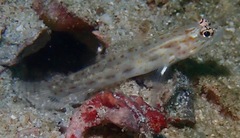 Ctenogobiops pomastictus