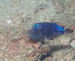 Pomacentrus polyspinus