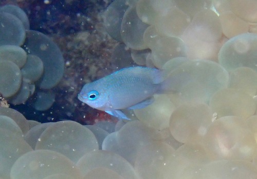 Bluespot damsel (Pomacentrus azuremaculatus) — Pomacentridae — 5