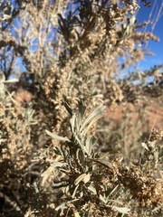 Artemisia tripartita