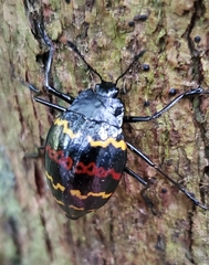 Erotylus buckleyi