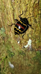 Erotylus buckleyi
