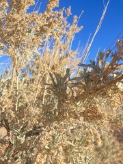Artemisia tripartita