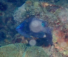 Pomacentrus polyspinus