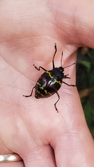 Erotylus buckleyi