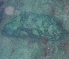 Epinephelus ongus