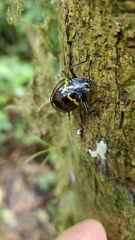 Erotylus buckleyi