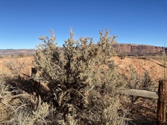 Artemisia tripartita