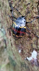 Erotylus buckleyi