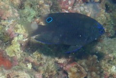 Pomacentrus polyspinus