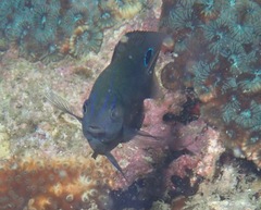 Pomacentrus polyspinus