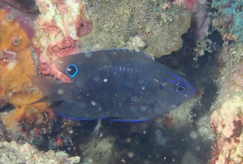 Manyspine damsel (Pomacentrus polyspinus) — Pomacentridae — 4