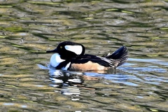 Lophodytes cucullatus