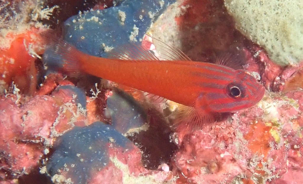 Red-Lined Pygmy-Goby