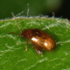 Neocrepidodera robusta
