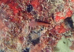Trimma fucatum