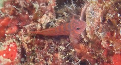 Trimma fucatum