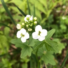 Cardamine angulata