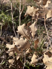 Quercus havardii