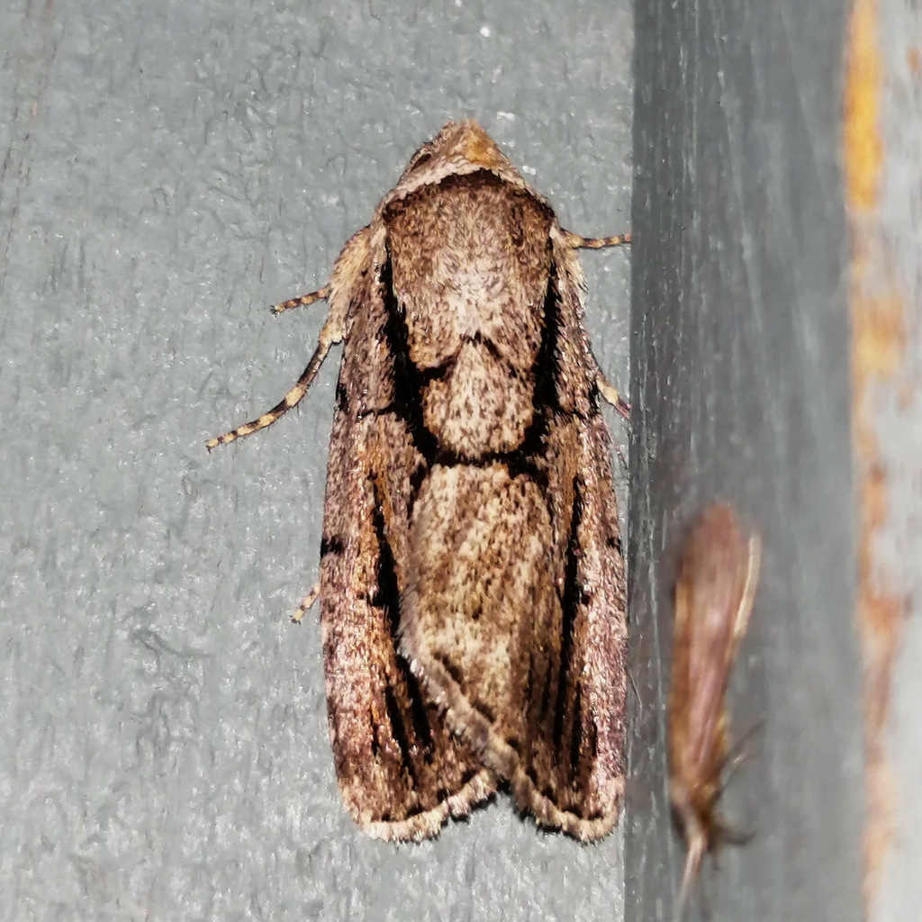 Netted Sallow