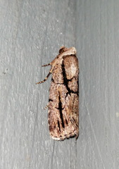Sympistis dinalda