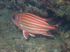 Sargocentron rubrum