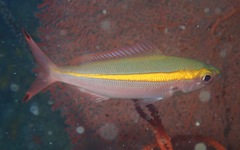 Pterocaesio chrysozona