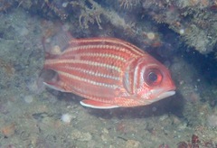 Sargocentron rubrum