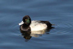 Aythya affinis