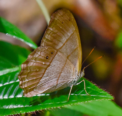 Archeuptychia cluena