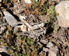 Melanoplus complanatipes