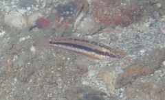 Halichoeres bicolor