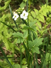 Cardamine angulata