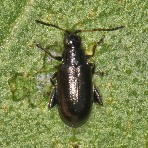 Black-headed Systena photo 2