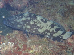 Epinephelus coeruleopunctatus