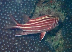 Sargocentron rubrum