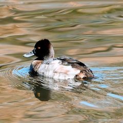 Aythya affinis