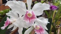 Cattleya purpurata