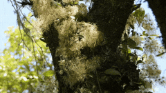 Clematis bonariensis